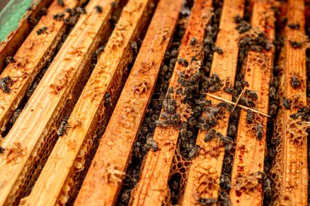 Foto de Colmena abierta con placas de ácaros varoa. Enfermedades de las abejas y su tratamiento. Varroasis. Varroa destructor. - Imagen libre de derechos