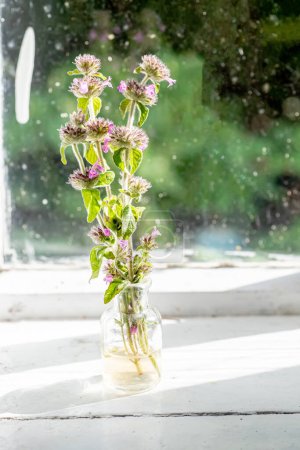 Téléchargez les photos : Clinopodium vulgare, basilic sauvage sur le rebord de la fenêtre près de la vieille fenêtre. Collection d'herbes médicinales par herboriste pour la préparation d'élexirs et de teintures. Une plante sauvage. Vertical - en image libre de droit