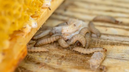 Foto de Gusanos de cera, larvas de oruga de polillas de cera, sobre cera de abeja dañada, marco con polilla de cera encerada. - Imagen libre de derechos
