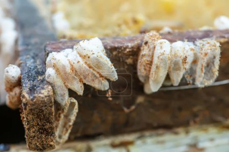 Photo for Fully-grown larvae form cocoons in comb debris, attached to frame or hive body. Larvae chew cavities to cement the cocoons, and lasting damage is done to frame - Royalty Free Image