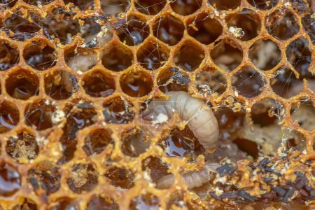 Gusanos de cera, larvas de oruga de polillas de cera, sobre cera de abeja dañada, marco con polilla de cera encerada.