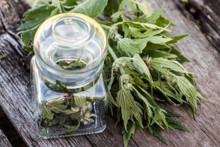 Photo for Leonurus cardiaca, motherwort, throw-wort, lion's ear, lion's tail medicinal plant . Transparent glass jar with condemned herbal. Ingredient for cosmetology and non-traditional medicine. - Royalty Free Image