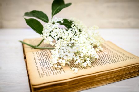Téléchargez les photos : Nature morte romantique. Vintage book with a branch with elderberry flowers close-up. Lectures de printemps - en image libre de droit