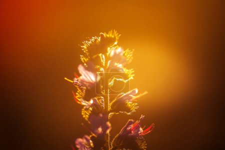 Téléchargez les photos : Fleurs mellifères bleues du bugloss d'Echium vulgare viper et fleurs d'asclépiade bleue dans la prairie en été au coucher du soleil dans les rayons du soleil couchant. - en image libre de droit