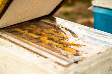 Téléchargez les photos : Couvercle ouvert de la ruche par temps froid au printemps. Inspection des familles d'abeilles au rucher au printemps par temps froid. Concept apicole - en image libre de droit