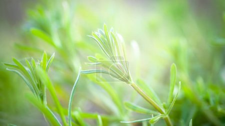 Foto de Herb Galium aparine cuchillas en un prado de verano. Flores amarillas entre el sol hierba. Fondo natural de verano. Copiar espacio. - Imagen libre de derechos