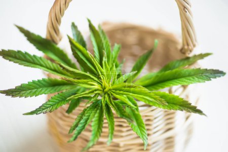 Photo for Hemp young plant in a wicker basket close-up. Growing marijuana at home for medicinal needs. baby cannabis plant. Marijuana plantation farm concept. - Royalty Free Image