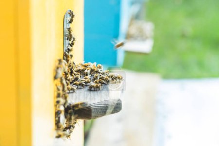 Téléchargez les photos : Des abeilles d'entrée sortent de la ruche. La colonie d'abeilles protège la ruche contre le pillage du miellat. Les abeilles retournent à la ruche après le flux de miel. Un apiculteur à l'entrée de la ruche. Chaleur hachée facilement - en image libre de droit