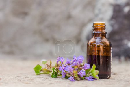 Photo for Pharmaceutical bottle of medicine from Glechoma hederacea, Nepeta glechoma Benth., Nepeta hederacea, ground-ivy, gill-over-the-ground, creeping charlie, alehoof, tunhoof, catsfoot, field balm, and run-away-robin, creeping jenny next to a bunch of blo - Royalty Free Image