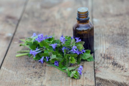 Photo for Pharmaceutical bottle of medicine from Glechoma hederacea, Nepeta glechoma Benth., Nepeta hederacea, ground-ivy and run-away-robin next to a bunch of blossoming on a wooden table. - Royalty Free Image