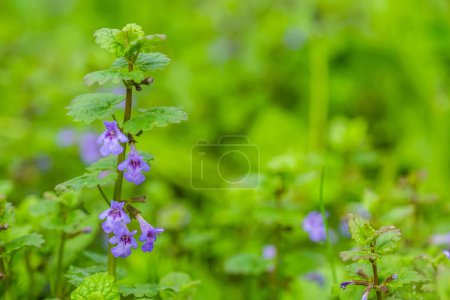 Photo for Glechoma hederacea, Nepeta glechoma Benth., Nepeta hederacea, ground-ivy, gill-over-the-ground, creeping charlie, alehoof, tunhoof, catsfoot, field balm, and run-away-robin, creeping jenny - Royalty Free Image