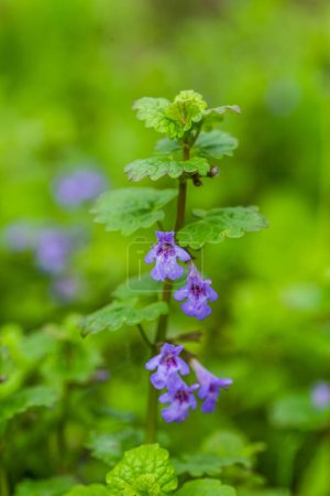 Photo for Glechoma hederacea, Nepeta glechoma Benth., Nepeta hederacea, ground-ivy, gill-over-the-ground, creeping charlie, alehoof, tunhoof, catsfoot, field balm, and run-away-robin, creeping jenny - Royalty Free Image
