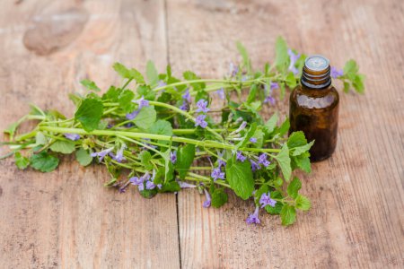 Photo for Pharmaceutical bottle of medicine Glechoma hederacea, Nepeta hederacea, ground-ivy, catsfoot, field balm, and run-away-robin, creeping jenny on green background. Ethnoscience. - Royalty Free Image