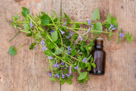 Photo for Pharmaceutical bottle of medicine Glechoma hederacea, Nepeta hederacea, ground-ivy, catsfoot, field balm, and run-away-robin, creeping jenny on green background. Ethnoscience. - Royalty Free Image