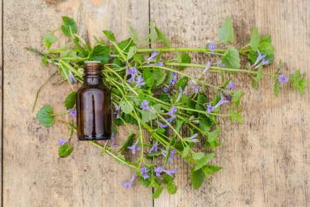 Photo for Pharmaceutical bottle of medicine Glechoma hederacea, Nepeta hederacea, ground-ivy, catsfoot, field balm, and run-away-robin, creeping jenny on green background. Preparation of medicinal plants. - Royalty Free Image