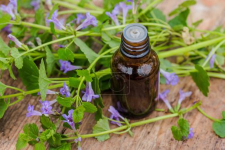 Photo for Pharmaceutical bottle of medicine Glechoma hederacea, Nepeta hederacea, ground-ivy, catsfoot, field balm, and run-away-robin, creeping jenny on green background. Preparation of medicinal plants. - Royalty Free Image