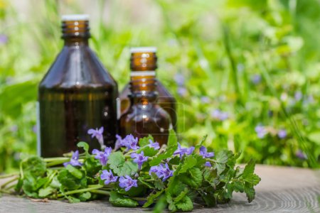 Photo for Three pharmaceutical bottle of medicine Glechoma hederacea, Nepeta hederacea, ground-ivy, catsfoot, field balm, and run-away-robin, creeping jenny on green background. Preparation of medicinal plants. - Royalty Free Image
