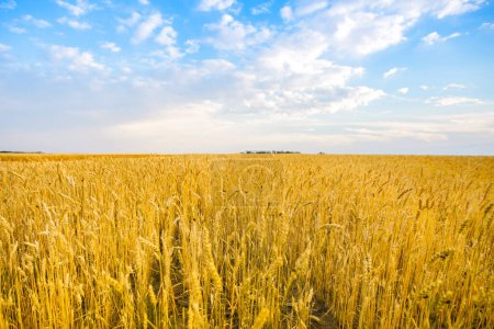 Blue with yellow as flag of Ukraine field. Ukrainian character. Field with mature yellow wheat. Spikelets of wheat on the field.