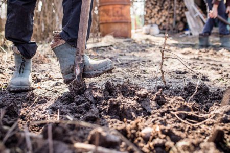 Photo for The foot of a hard-working farmer in dirty boots in the garden digs up the soil for planting seeds or seedlings in the spring. A man in boots digs beds in the ground to plant potatoes or vegetables in the spring. - Royalty Free Image