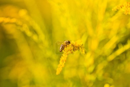 Téléchargez les photos : Solidago, fleurs jaunes verge d'or en été. L'abeille solitaire est assise sur une verge d'or à fleurs jaunes et recueille le nectar - en image libre de droit