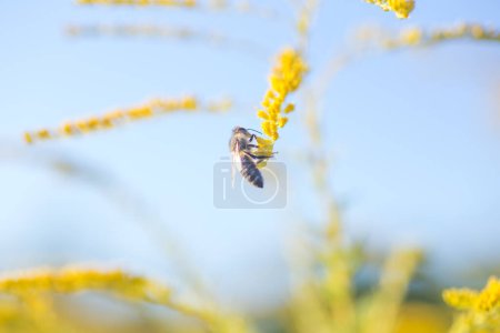 Foto de Solidago, varilla de oro flores amarillas en verano. Abeja solitaria se sienta en una varilla de oro de floración amarilla y recoge el néctar - Imagen libre de derechos