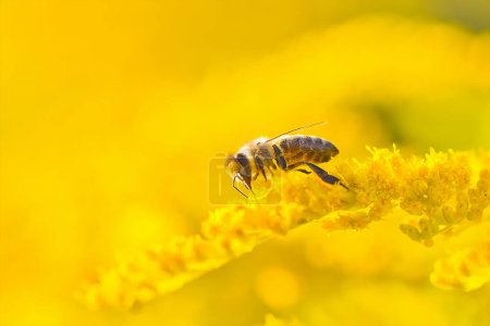 Téléchargez les photos : Solidago, fleurs jaunes verge d'or en été. L'abeille solitaire est assise sur une verge d'or à fleurs jaunes et recueille le nectar - en image libre de droit