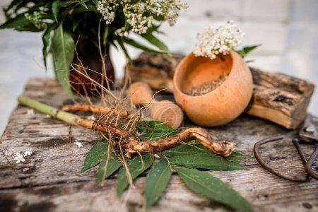 Photo for Fresh harvest DWARF ELDER Root Dried ORGANIC Bulk Herb,Sambucus ebulus with a bouquet of flowering danewort. Powder from the root in a wooden mortar with a pestle. - Royalty Free Image