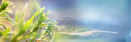 Téléchargez les photos : Galium aparine cliveurs, clivers, zostère, herbe à poux, herbe à poux, haie-rouge, saule gluant, saule collant, collerette, collerette et herbe de préhension close-up En été - en image libre de droit