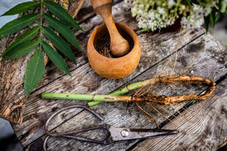 Photo for Elder herbaceous - a medicinal plant used to treat rheumatism, gout, tumors, wounds, and also as a diuretic, diaphoretic Powder from the root in a wooden mortar with a pestle. Defocused - Royalty Free Image