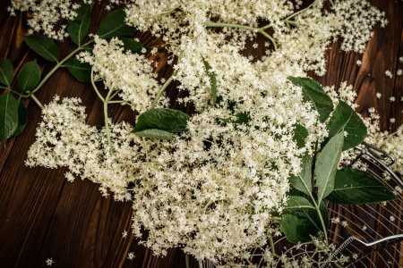 Photo for Freshly cut branches with elderberry flowers on a vintage wooden farm table after the rain - Royalty Free Image