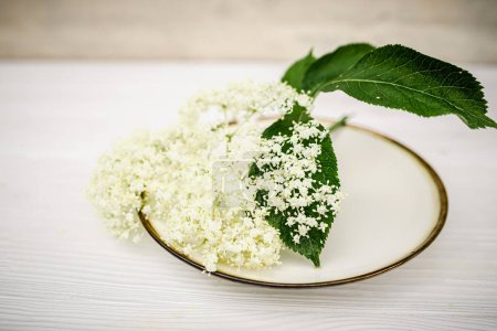 Téléchargez les photos : Freshly cut elderberry flowers on a plate with a gold rim. Beautiful flowers for making a whole drink. - en image libre de droit