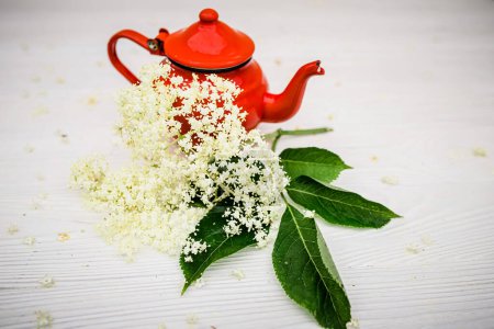 Foto de Bright red teapot for brewing elderberry tea in nature. Herbal homemade tea for immunity - Imagen libre de derechos