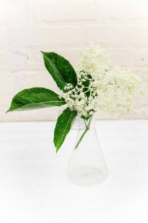Foto de Apothecary test tube with a sample of elderberry flower for the manufacture of non-traditional phytomedicine preparations. - Imagen libre de derechos