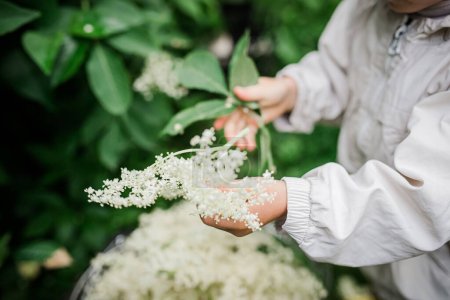 Foto de The hands of a child plucking elderflowers from bushes in the summer. Collection of ingredients for a refreshing drink or medicines of non-traditional phytomedicine. - Imagen libre de derechos