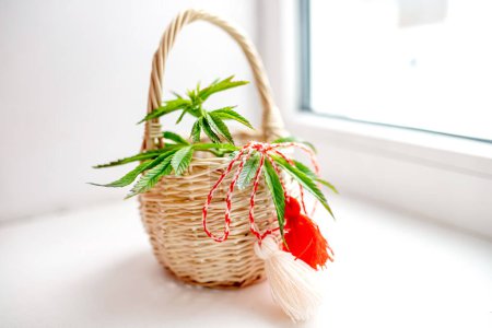 Photo for Winter of spring on basket with fresh young bush of cannabis or marijuana in a wicker basket. Cannabis basket on the window in the spring. Baba Marta Day. Wallpaper of spring flowers and martenitsa - Royalty Free Image