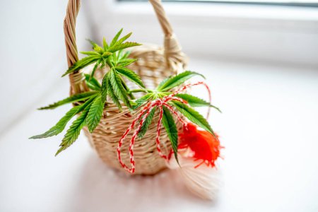 Photo for Winter of spring on basket with fresh young bush of cannabis or marijuana in a wicker basket. Cannabis basket on the window in the spring. Baba Marta Day. Wallpaper of spring flowers and martenitsa - Royalty Free Image
