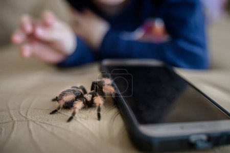 Foto de Study of insects. A large spider crawls across the bed to the smartphone. huge spider Brachypelma albopilosum. Treatment of arachnophobia. - Imagen libre de derechos
