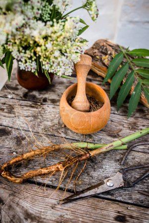 Photo for Elder herbaceous - a medicinal plant used to treat rheumatism, gout, tumors, wounds, and also as a diuretic, diaphoretic Powder from the root in a wooden mortar with a pestle. Defocused - Royalty Free Image