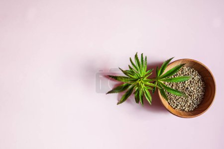 Foto de Cannabis seeds and a fresh young cannabis bush on a pink background. Use of cannabis in cosmetology. - Imagen libre de derechos