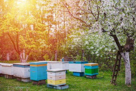 Photo for Sunset over apiary in spring. Flowering cherry with pollen for development of bees in April. Primroses near hives with copper bees. Beekeeping like business - Royalty Free Image
