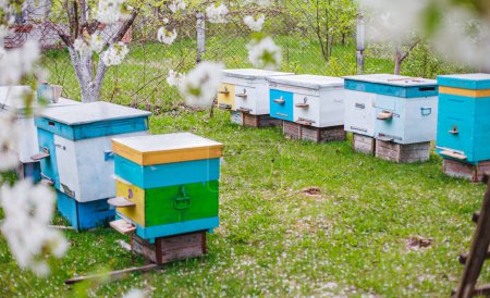 Téléchargez les photos : Bees in hives in cherry orchard with flowering white cherries in Ukraine. European bees under branches with white cherry flowers. Apiary on green grass strewn with white petals - en image libre de droit