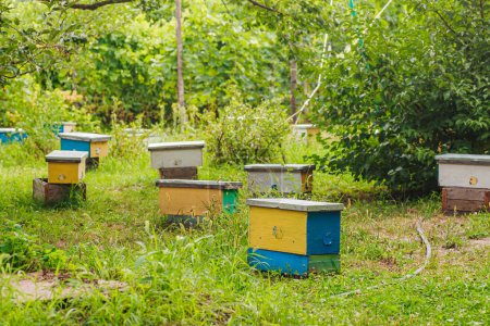 Foto de Hive swarm, make increase from colony, make up nucleus, rearing, rotating brood, to run bee-yard. Yellow hives for cuttings of honey bees nucleuses in garden among grass - Imagen libre de derechos