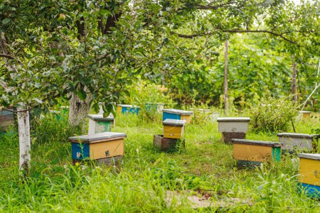 Foto de Hive swarm, make increase from colony, make up nucleus, rearing. Yellow hives for cuttings of honey bees nucleuses in garden among grass - Imagen libre de derechos
