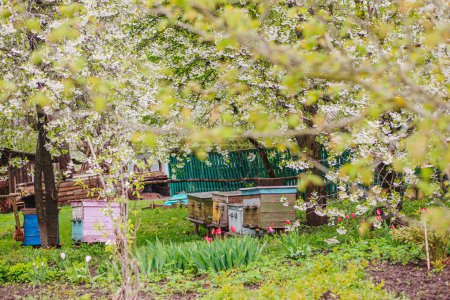 Foto de Old wooden hives on apiary among flowering cherries. Branches with white flowers in spring. Apiary with honey bees in April. - Imagen libre de derechos