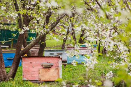 Photo for Pink single-hull ediary is given on apiary in spring. Hives in flowering garden in Ukraine in April. first honey pickings and pollen collection by honeybees. Preparing apiary for honey season - Royalty Free Image