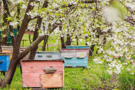 Foto de Pink single-hull ediary is given on apiary in spring. Hives in flowering garden in Ukraine in April. first honey pickings and pollen collection by honeybees. Preparing apiary for honey season - Imagen libre de derechos
