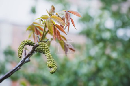 Foto de Walnut blooms. Walnuts young leaves and inflorescence on a city background. flower of walnut on the branch of tree in the spring. Honey plants Ukraine. Collect pollen from flowers and buds. Defocused - Imagen libre de derechos
