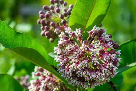 Foto de Asclepias syriaca, common milkweed, butterfly flower, silkweed, silky swallow-wort, and Virginia silkweed, milkweeds a dangerous weed that blooms in the summer. A good honey plant, from the meadows of Ukraine and Europe. - Imagen libre de derechos