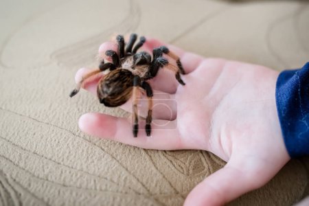 Photo for A huge tarantula spider in the palm of a little girls hand. - Royalty Free Image