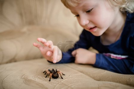 Foto de The baby wants to crush a huge spider crawling on the couch in the room. Arachnophobia - Imagen libre de derechos